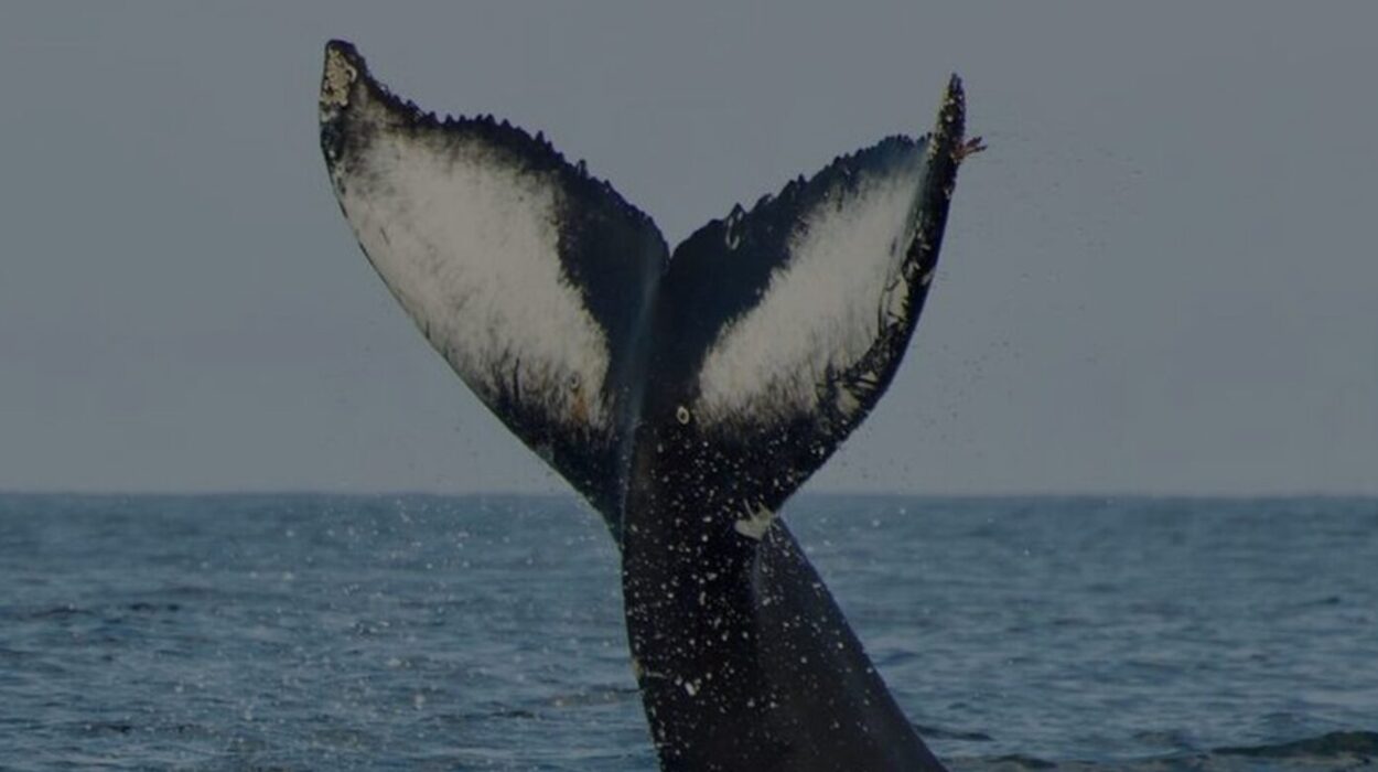 Путешествие к гигантам Арктики: ваш гид по турам на китов в Териберке