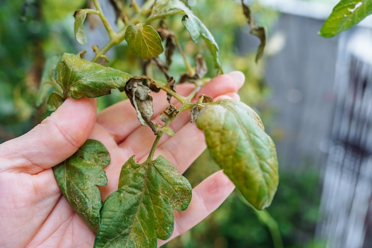 Как избавиться от тли на огурцах в теплице народными средствами