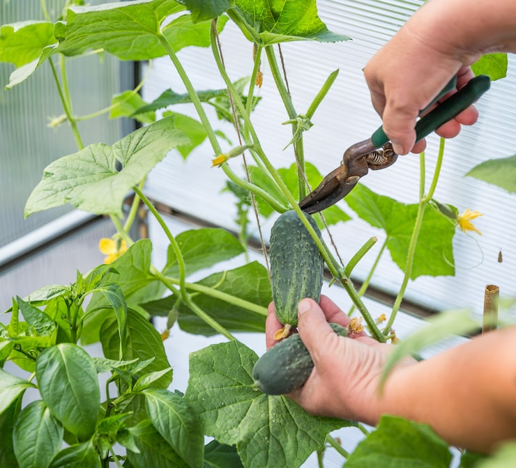 Также стоит попробовать настой хвоща полевого. Данный настой, приготовленный из 100 граммов измельченного хвоща на 1 литр воды, хорошо справляется с тлей благодаря своим природным свойствам. Время настаивания составляет около суток, а использование этого средства дважды в неделю значительно снизит число вредителей.